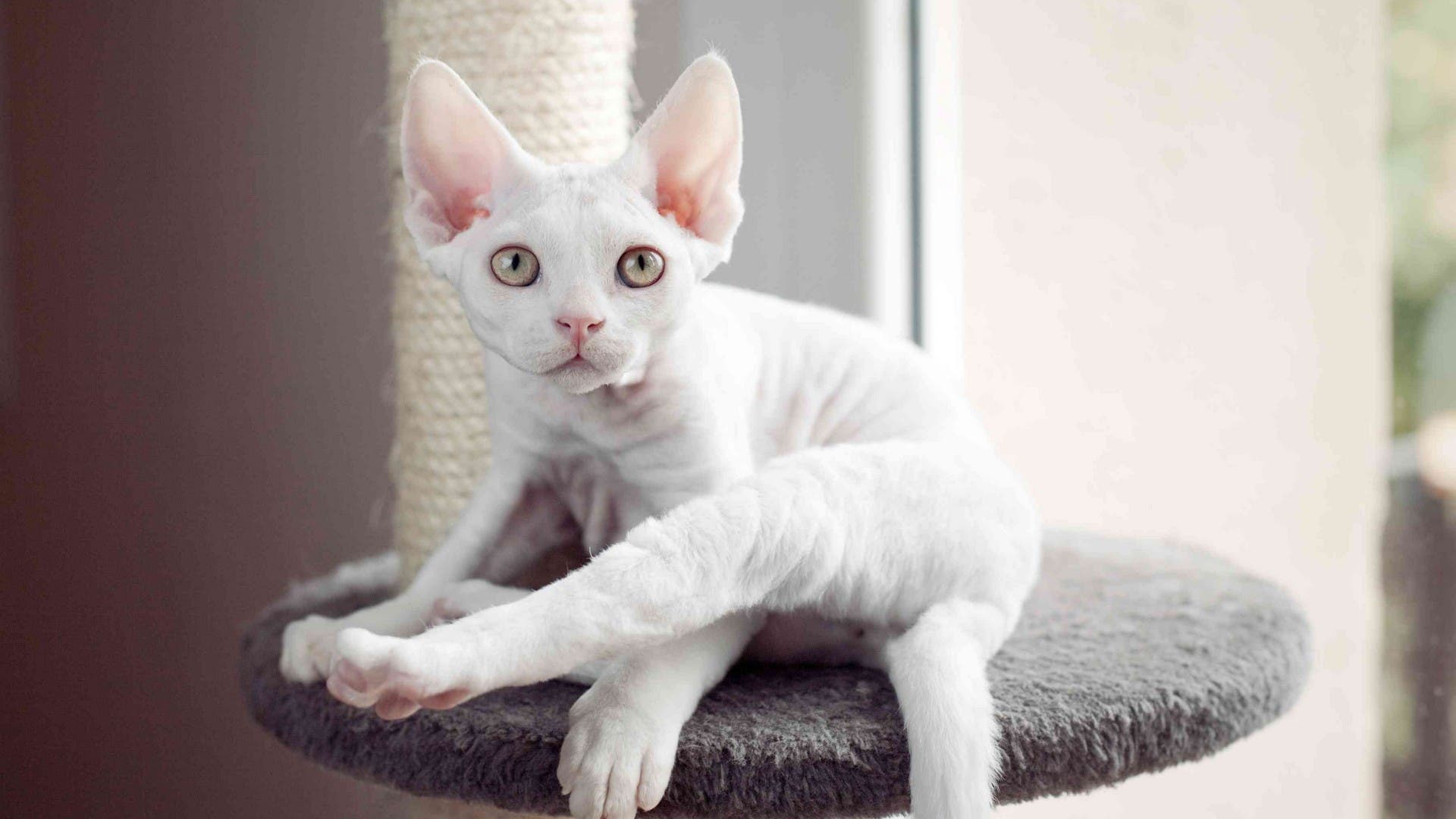 Devon Rex Kedisi Özellikleri ve Bakımı