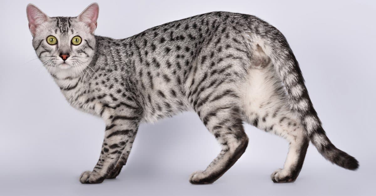 Egyptian Mau Kedisi Özellikleri ve Bakımı