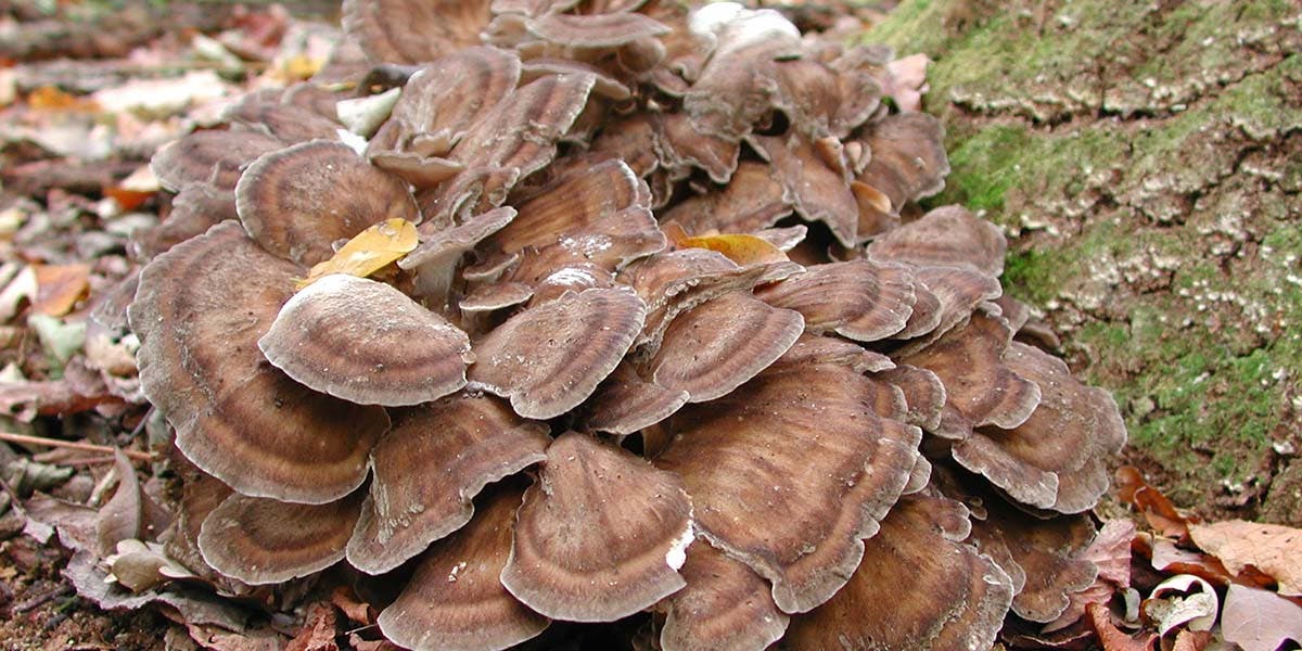 Maitake Mantarı Hakkında Bilmeniz Gerekenler