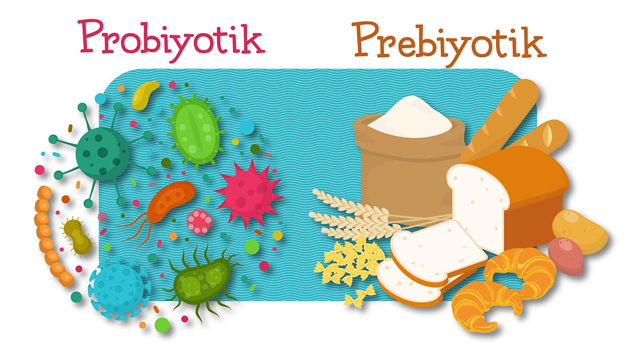 Prebiyotik mi Probiyotik mi Farkı Nedir?