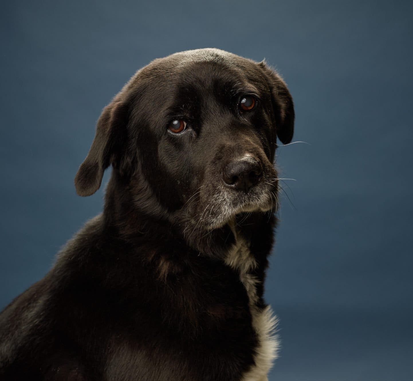 Afador köpeğinin kişiliği ve bakımı