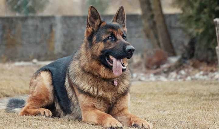 Alman çoban köpeği hakkında bilinmesi gerekenler