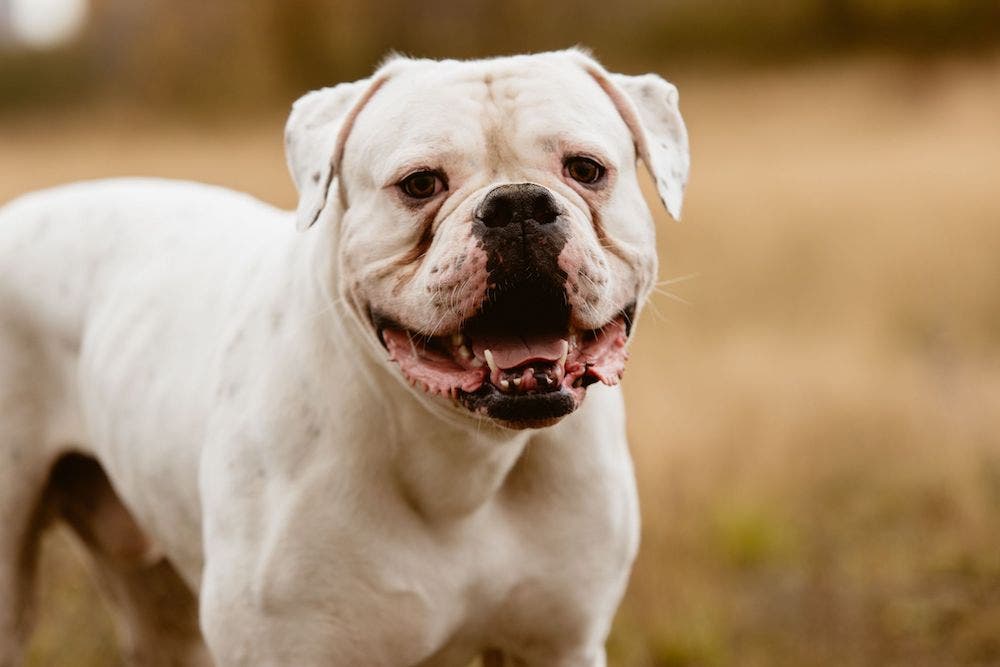 Amerikan bulldog köpeğinin kişiliği ve bakımı