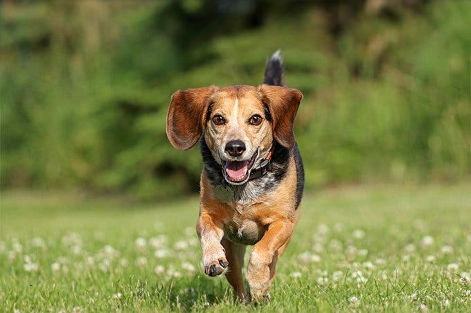 Beagle hakkında bilinmesi gerekenler