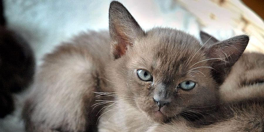 European Burmese Kedisi Özellikleri ve Bakımı