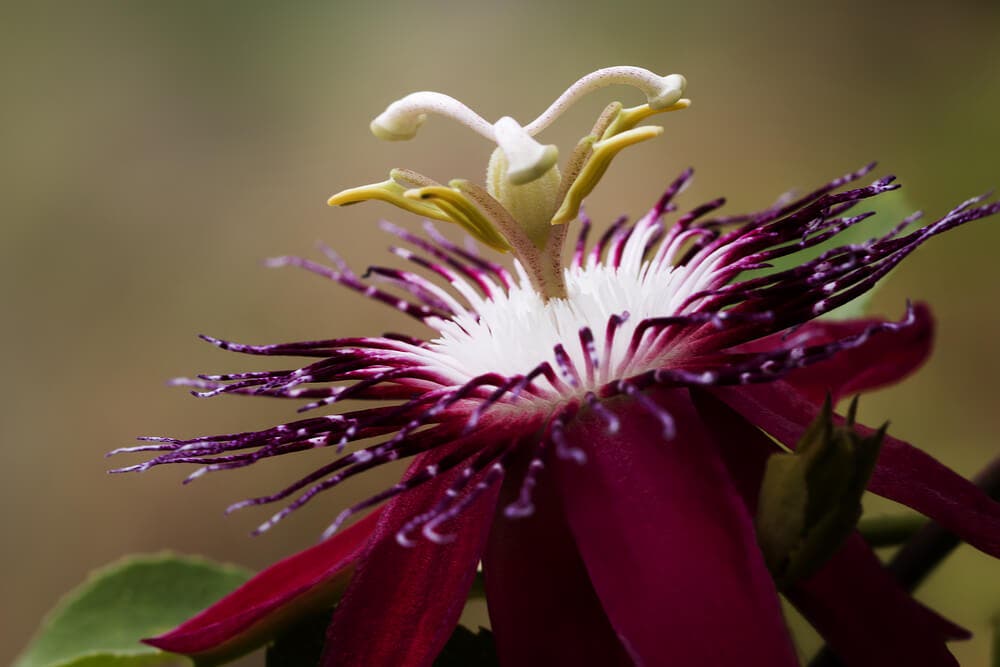 Passiflora doğal bir sakinleştirici olarak kabul edilebilir mi?