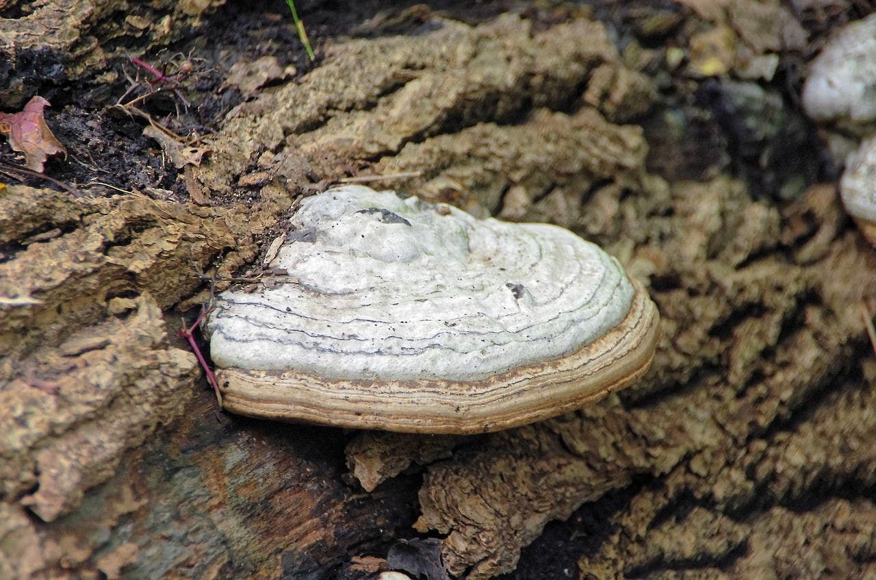 Chaga Mantarı Nedir, Faydaları Nelerdir?