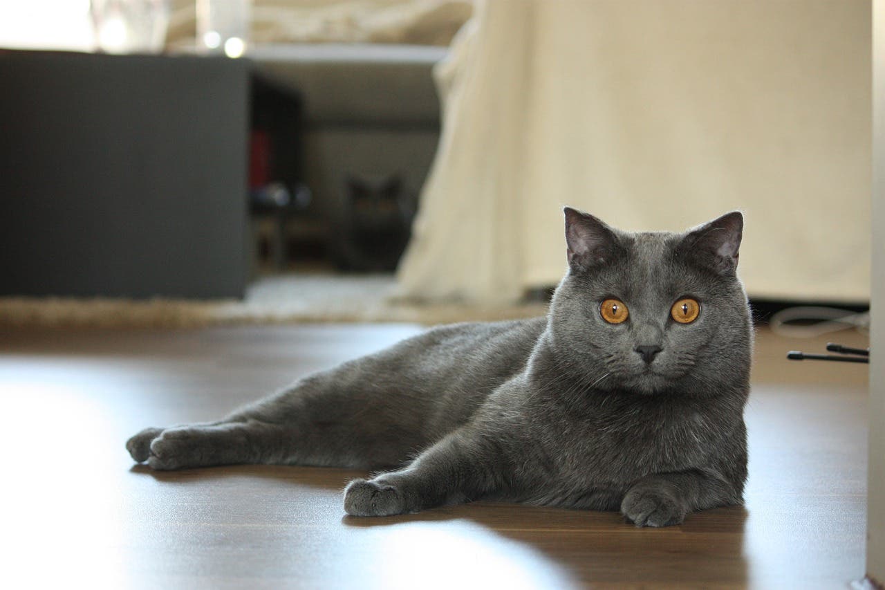 Chartreux Kedisi Özellikleri ve Bakımı