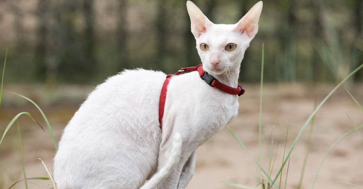 Cornish Rex Kedisi Özellikleri ve Bakımı