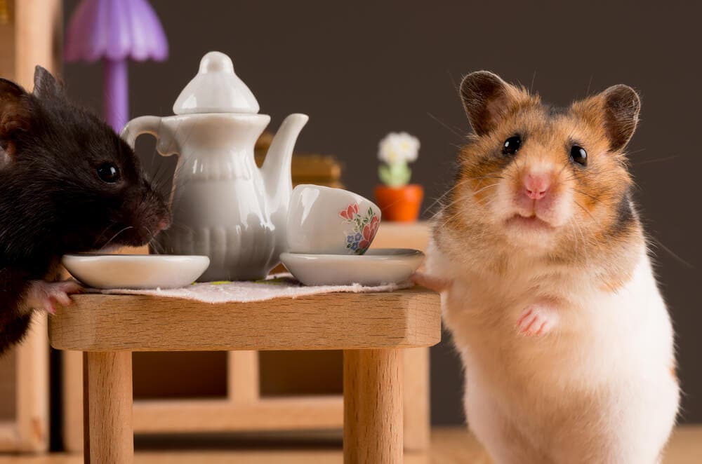 Hamster Bakımının Püf Noktaları