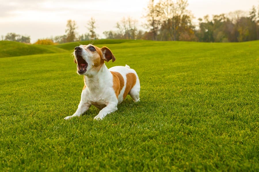 Köpeklerin aşırı  havlamalarının sebepleri