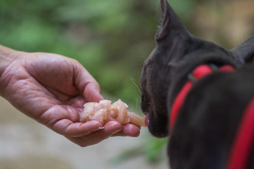 Kedi sahiplerinin yaptığı 20 hata