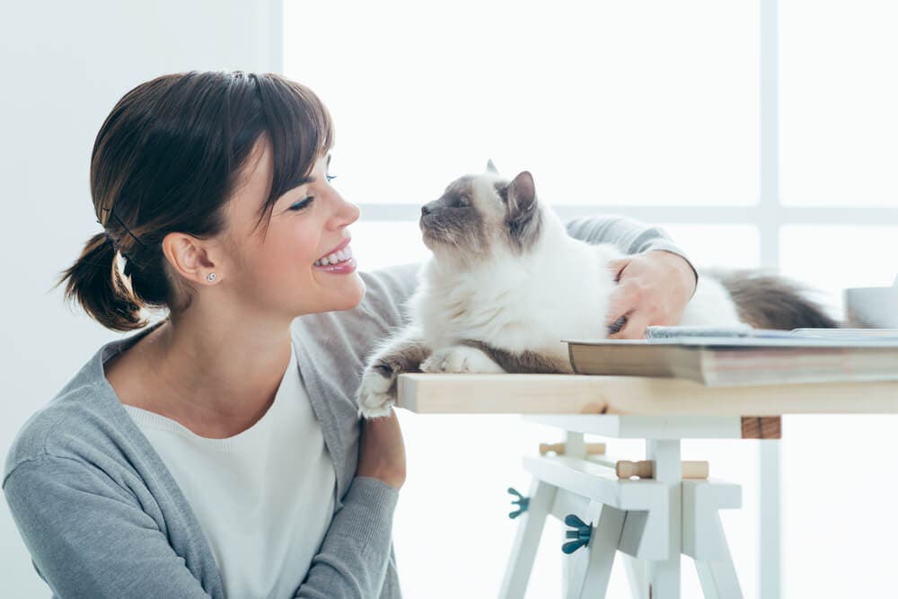 İlk Kez Kedi Sahiplenecekler için En Gerekli 10 Ürün