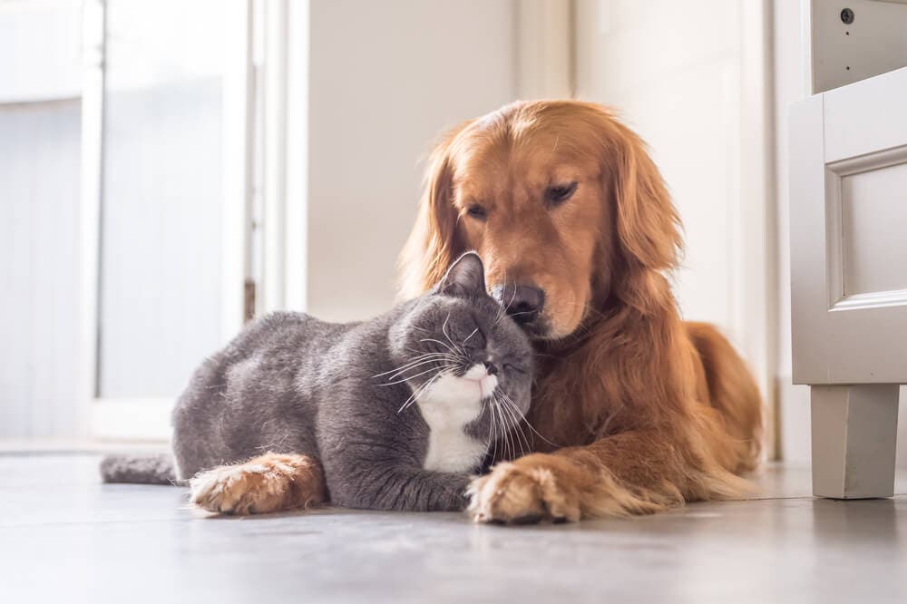 Kedi ve köpeklerle birlikte yaşamak