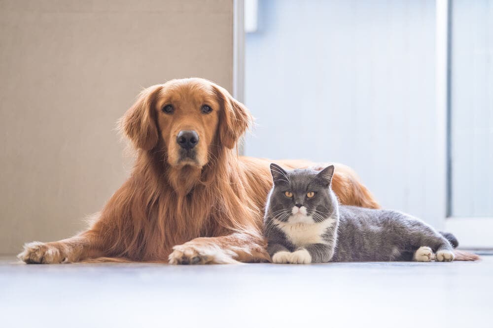 Bugüne Kadar Neden Almadım Diyeceğiniz Kedi-Köpek Ürünleri