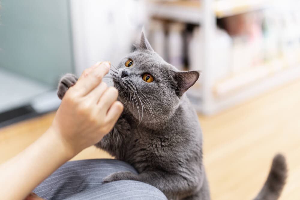 Kedi bakımı için gerekli 10 malzeme