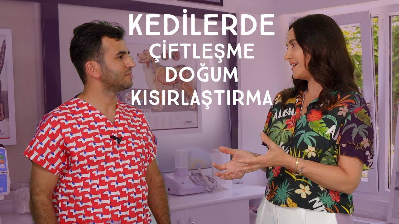 Kedilerde Çiftleşme, Doğum ve Kısırlaştırma