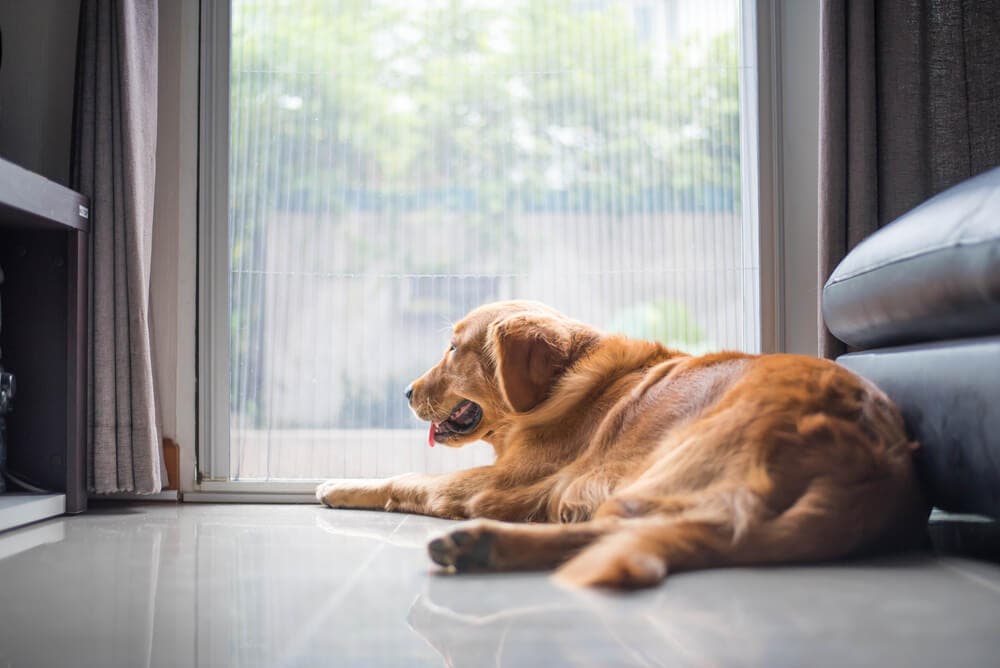 Köpeklerde stres yönetimi