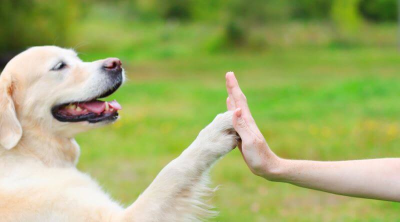 Köpek Eğitimine Sevgi Dolu Bir Yaklaşım