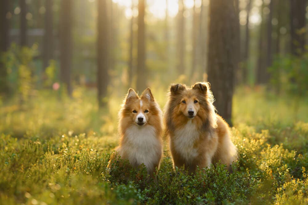 Köpeğinizi çiftleştirmenin faydaları