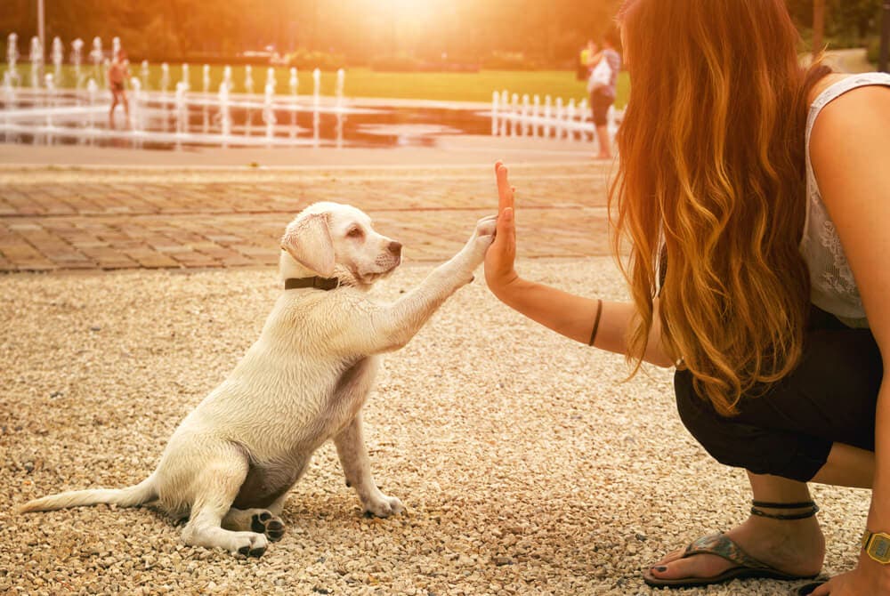 Köpekler kanseri tespit etmede gelişmiş teknolojiden daha mı iyi?