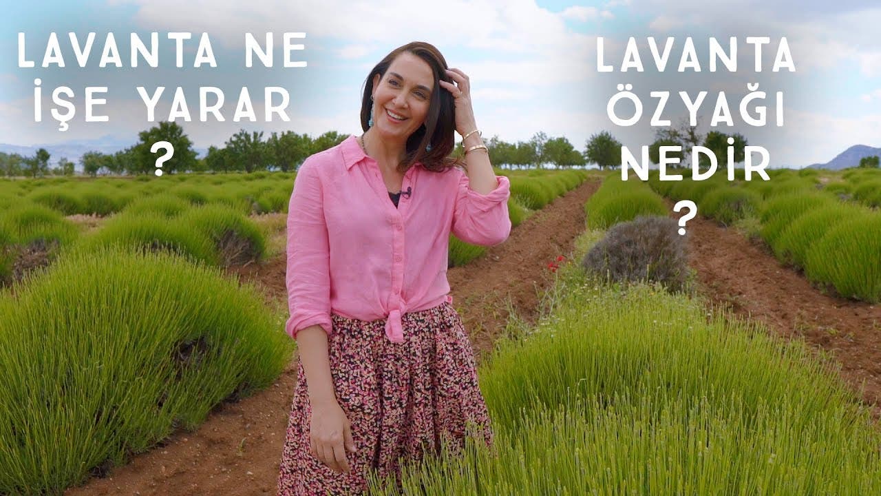 Lavanta yağı nedir? Lavanta ne işe yarar?