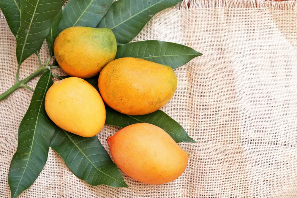 Mango yapraklarının faydaları nelerdir?