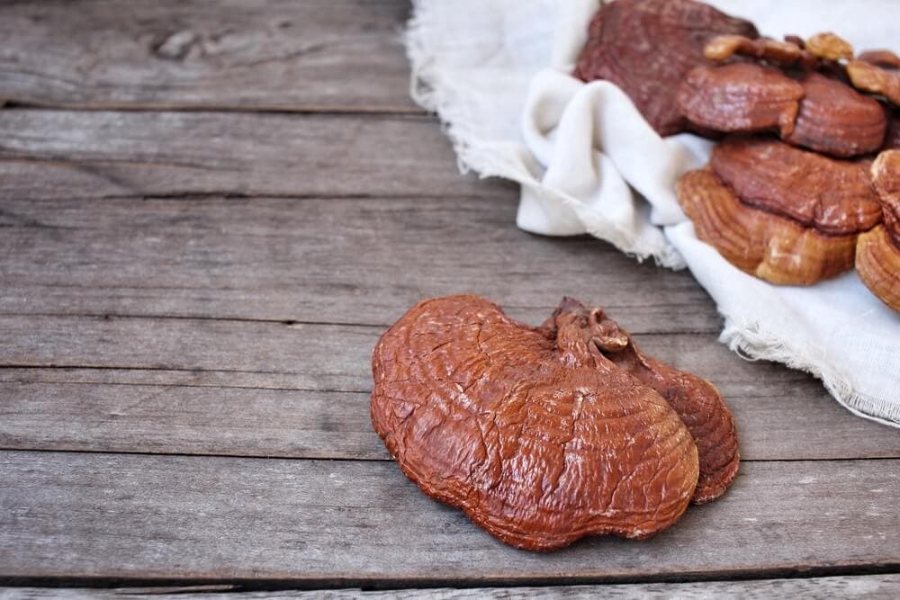 Reishi mantarı  (Gano Excel’in) faydaları neler?