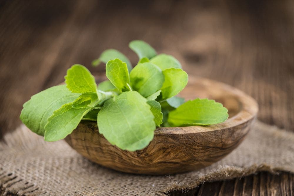 Şekerotu (Stevia) Lyme Hastalığına Karşı Savaşır