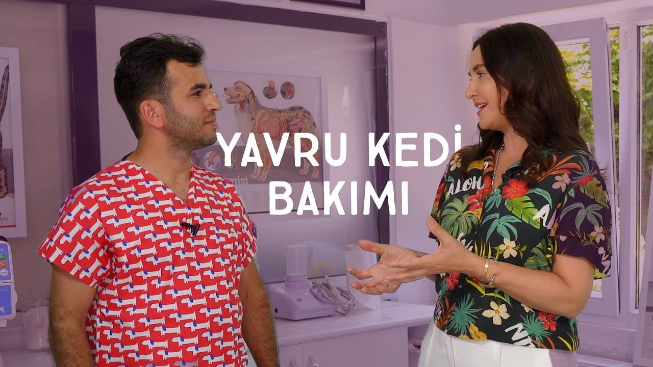 Yavru kedi bakımı nasıl olmalı?