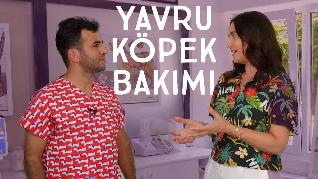 Yavru köpek bakımı nasıl yapılır?