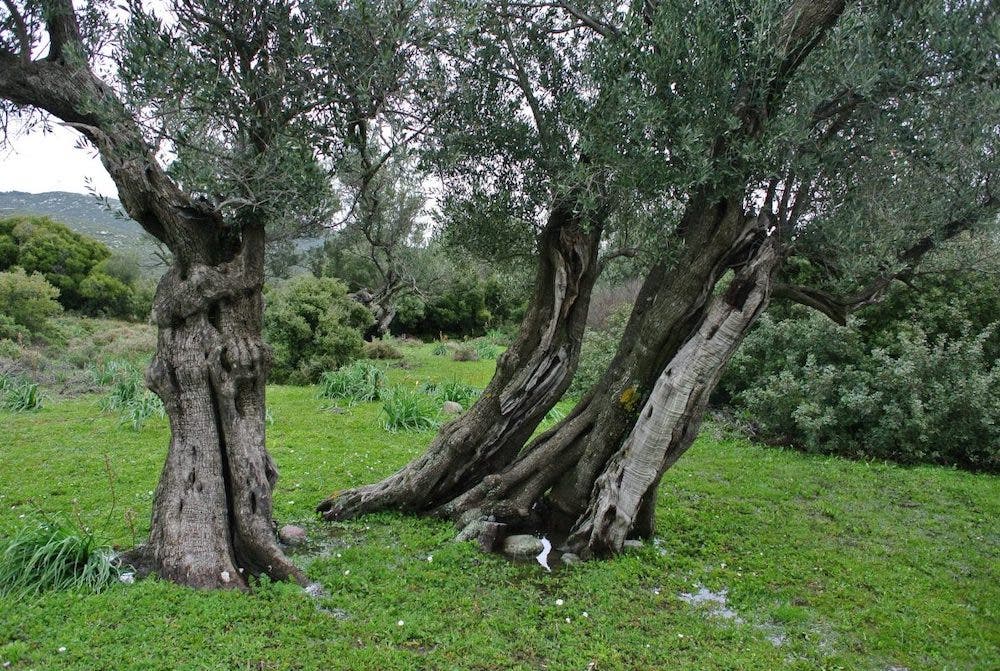 Amor Mundi Felsefesi